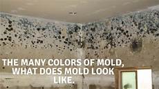 Marine Mold Remover