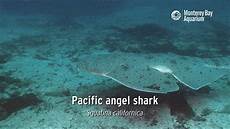 Shark Pet Perfect