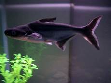 Shark Pet Pro