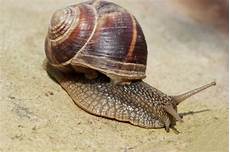 Snail-Type Vacuum Cleaners