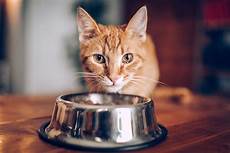 Wet Dry Pet Vacuum